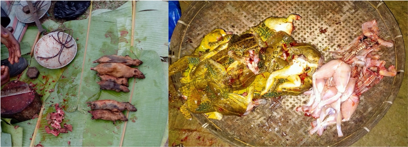 A close-up of a rat

AI-generated content may be incorrect.