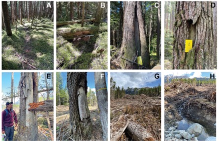 A collage of several images of a tree

AI-generated content may be incorrect.