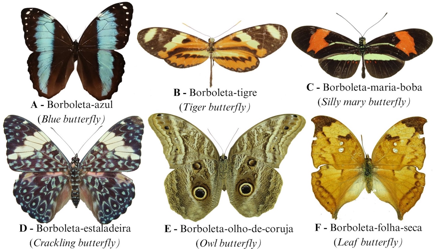 A group of butterflies with names

AI-generated content may be incorrect.