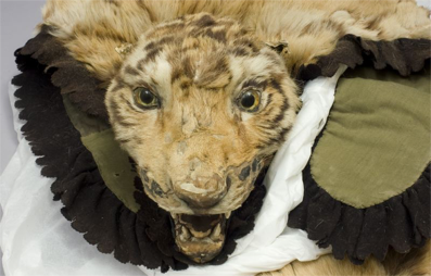 Figure 4. Tiger pelt, acquired by Sven Hedin in the Tarim area, Eastern Turkestan in 1901 (Ethnographical Museum, Stockholm).