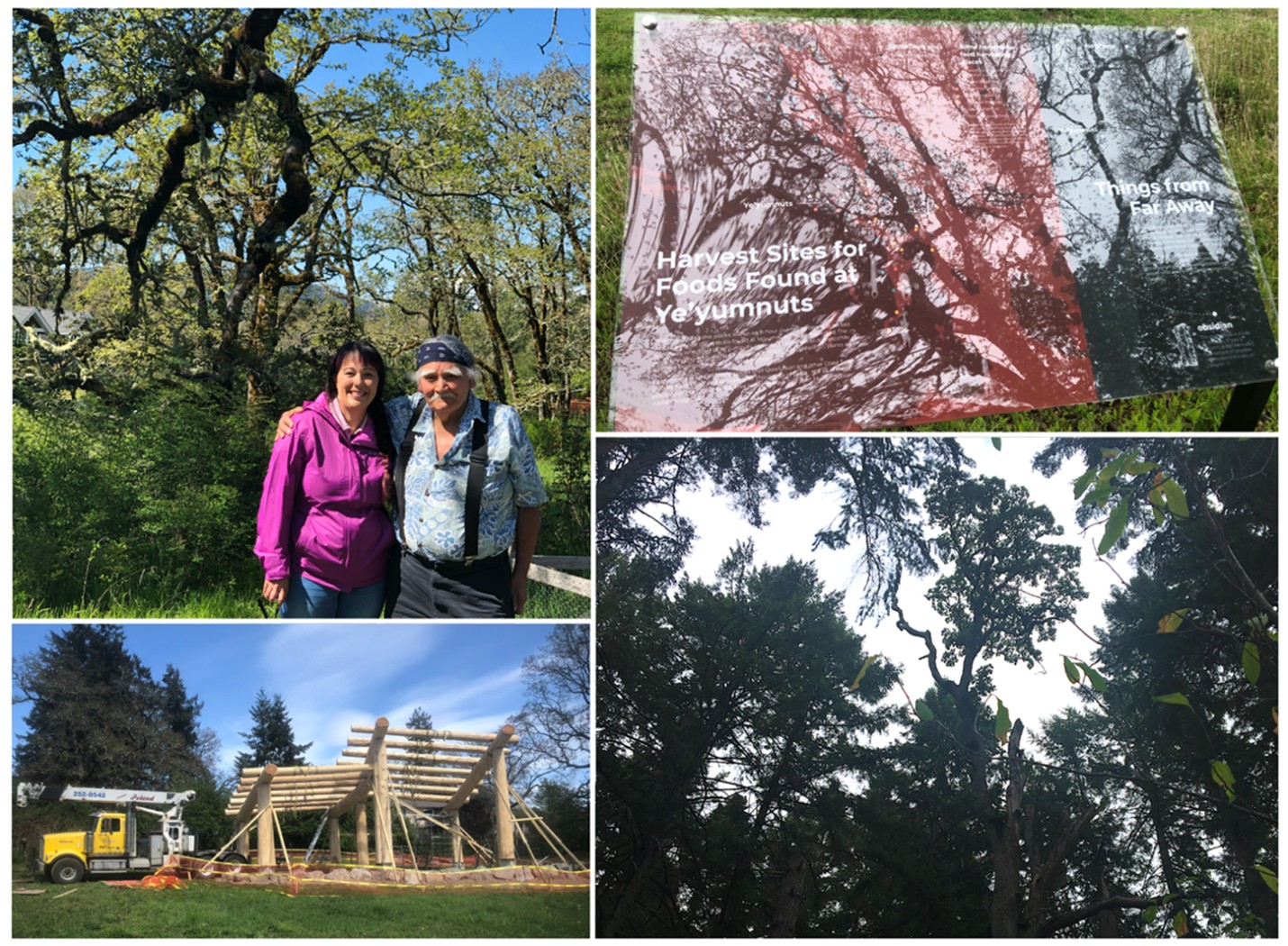 Figure 3 Ye’yumnuts. Top left: learning from Elder Luschiim, Dr. Arvid Charlie. Top right: integration of interpretive elements. Bottom right: encroachment of Garry oak meadow by Douglas-fir. Bottom left: enabling land-based learning (construction of covered teaching area). Photos by Grenz.