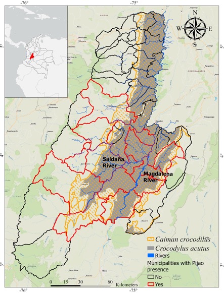 Figure 1 Map of the distribution of municipalities with the presence of Pijao Indigenous communities and both crocodylians (Caiman crocodilus and Crocodylus acutus) in the department of Tolima, Colombia.